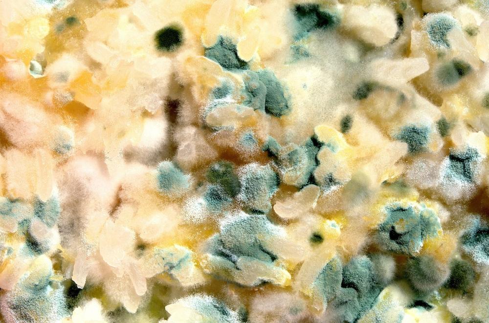 Moldy wall